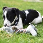 organic dog toys