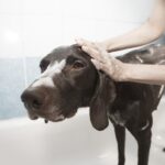 Organic Dog Shampoo