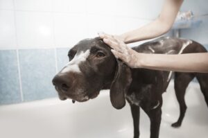 Organic Dog Shampoo